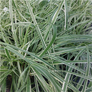 Pennisetum Advena 'Skyrocket'